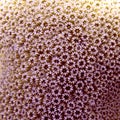 Close up of hard coral, Bonaire