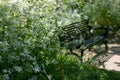 Nature takeover: white cow parsley grow around a black bench outside Eastcote House Gardens, Hillingdon, UK.