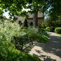 Nature takeover: white cow parsley grow around a black bench outside Eastcote House Gardens, Hillingdon, UK.