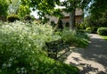 Nature takeover: white cow parsley grow around a black bench outside Eastcote House Gardens, Hillingdon, UK.