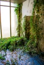 Poison ivy growing on a mossy wall. Big windows Blue tiles Interior room needs maintenance Royalty Free Stock Photo