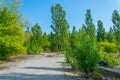 Nature takes over the Ukrainian town Pripyat Royalty Free Stock Photo