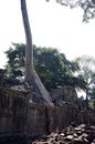 Nature taking over at Preah Khan temple