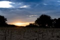 Tapioca plantation with evening sun.