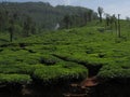 Nature tea Estate coorg Royalty Free Stock Photo