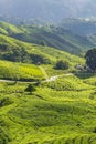 Nature tea plantation view near the mountain with beautiful blue sky at Cameron Highlands