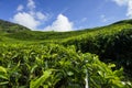 Nature tea plantation view near the mountain with beautiful blue sky at Cameron Highlands