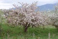 Bloomed apple trees. Nature in Tekeli. Royalty Free Stock Photo