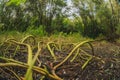 Nature terribly long roots like tentacles stalks