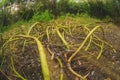 Nature terribly long roots like tentacles stalks