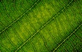 Nature texture closeup leaf veins high detail of macro bio science Royalty Free Stock Photo