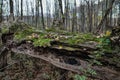 Nature Texture Fallen Tree Trunk With Green Moss Royalty Free Stock Photo