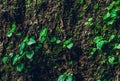 Nature Texture. Stone wall with greenery Royalty Free Stock Photo