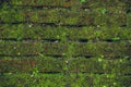 Nature Texture. Stone wall with greenery Royalty Free Stock Photo