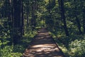 Nature trail boardwalk in the forest. Sunlit ecological path. Outdoor eco trail Royalty Free Stock Photo