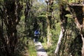 Nature trail in the alpine forest in Arthur Pass National Park, New Zealand. Royalty Free Stock Photo