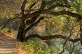 Nature Trail at the Magical Hour. Stevens Creek County Park, California Royalty Free Stock Photo