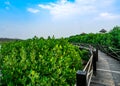 Nature trail in Mangrove forest. Mangrove forest is abundant. Be