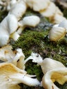 Nature trail mushrooms