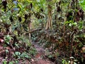 Nature trail in Toh Tuck forest Royalty Free Stock Photo