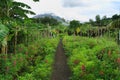 Ometepe Island Nature Trail, Nicaragua