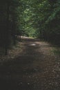 Trail in the Woods at Noon Day Royalty Free Stock Photo