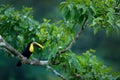 Nature travel in central America. Keel-billed Toucan, Ramphastos sulfuratus, bird with big bill. Green tree, bird. Toucan sitting Royalty Free Stock Photo