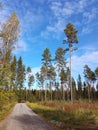 Nature tree bluesky pinetree forest Royalty Free Stock Photo