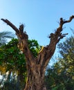 Nature tree dried dark