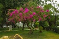 Nature. Tree. Greenery with flowers