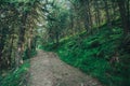 A nature tree. Pathway in the forest with sunlight backgrounds.