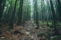 A nature tree. Pathway in the forest with sunlight backgrounds.