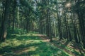 A nature tree . pathway in the forest with sunlight backgrounds.