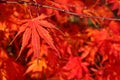 Nature tree red maple leaf Acera Palmatum