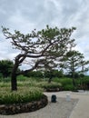 Nature tree summer garden pine