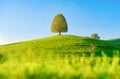 Nature. Tree on top of the hill. Landscape before sunset. Fields and pastures. Agricultural landscape in summer time. Royalty Free Stock Photo