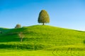 Nature. Tree on top of the hill. Landscape before sunset. Fields and pastures.