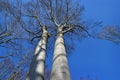 Nature tree blue sky