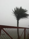 Nature tree wind sky fog