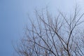 Nature trees and branches dried in winter season