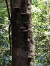 Nature, Trees, Forest, Beauty, mushrooms