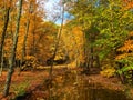 Fall Trees in the woods by a stream Royalty Free Stock Photo