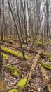 Nature trees rain spring moss forest beauty