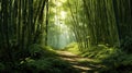 nature tropical bamboo forest
