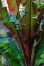 Nature. Tropical banana green leaves. Large leaves. Natural blurred beautiful background with bokeh. Royalty Free Stock Photo