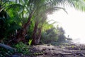 Nature tropical landscape palm flora