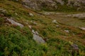 Nature of tundra mountains, moss and berries and rocks