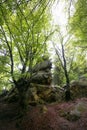 Nature in Tustan. Lviv region Royalty Free Stock Photo