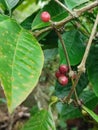 nature unique fruit chocolate fruit