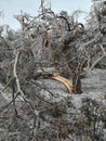 Nature unleashed in a freezing winter day